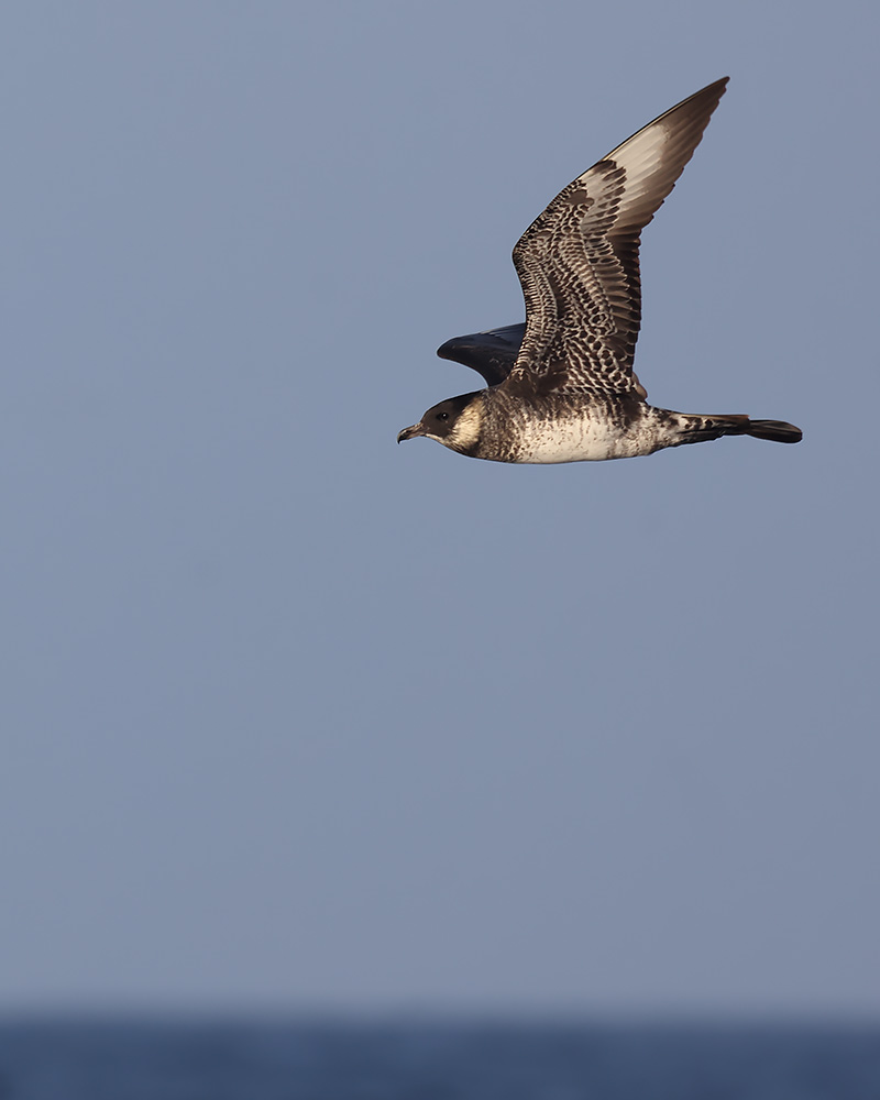 Pomarine skua